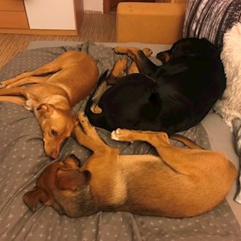  thumbnail petsitter Ostrava or pet nanny for dogs cats 
