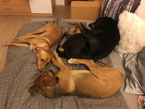 Veronika- petsitter Ostrava nebo Páníček pro psi kočky