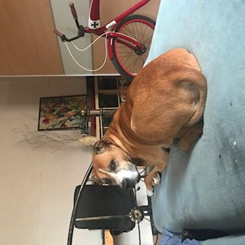  thumbnail petsitter Ostrava or pet nanny for dogs cats 