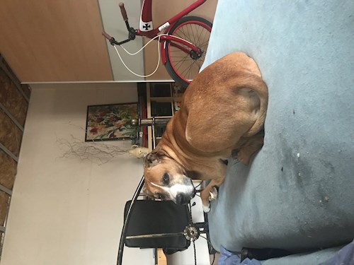 Veronika- petsitter Ostrava nebo Páníček pro psi kočky