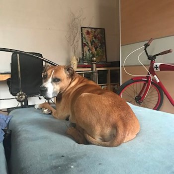 thumbnail petsitter Ostrava nebo páníček pro psi kočky