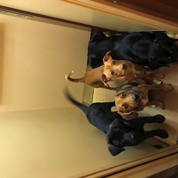  thumbnail petsitter Ostrava or pet nanny for dogs cats 