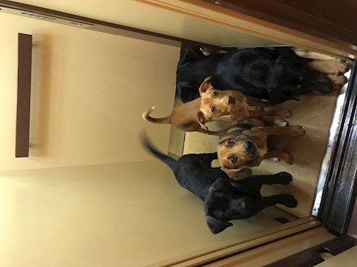 Veronika- petsitter Ostrava nebo Páníček pro psi kočky