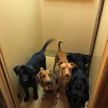 thumbnail petsitter Ostrava nebo páníček pro psi kočky