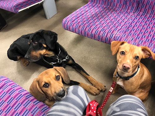 Veronika- petsitter Ostrava nebo Páníček pro psi kočky