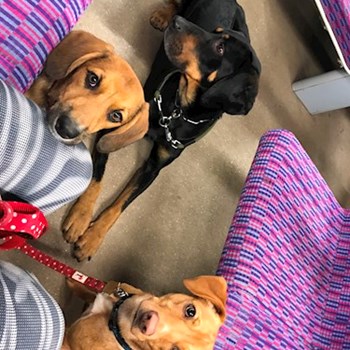 thumbnail petsitter Ostrava nebo páníček pro psi kočky