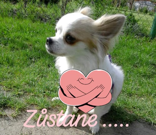 Alena- petsitter Kolín or Pet nanny for dogs cats