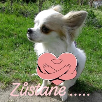 thumbnail petsitter Kolín or pet nanny for dogs cats