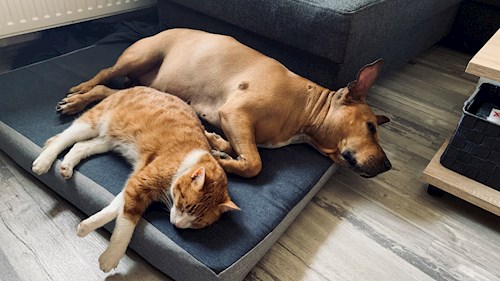 Pavla- petsitter Miroslav or Pet nanny for dogs cats