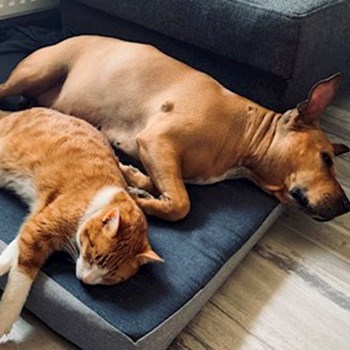 thumbnail petsitter Miroslav or pet nanny for dogs cats