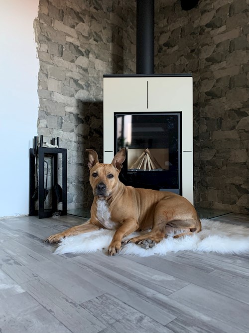 Pavla- petsitter Miroslav or Pet nanny for dogs cats