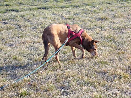 Kristýna- petsitter Řepníky nebo Páníček pro