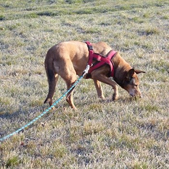 thumbnail petsitter Řepníky nebo páníček pro