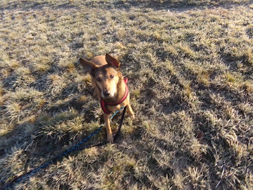 Kristýna- petsitter Řepníky nebo Páníček pro