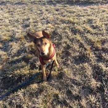 thumbnail petsitter Řepníky nebo páníček pro