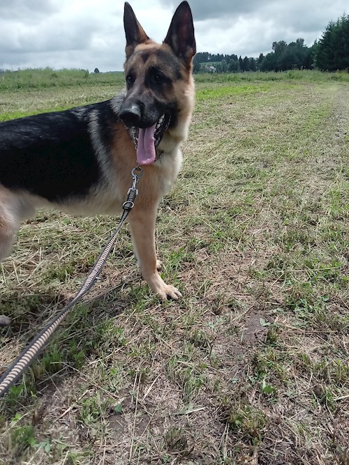 Monika- petsitter Držkov nebo Páníček pro psi kočky