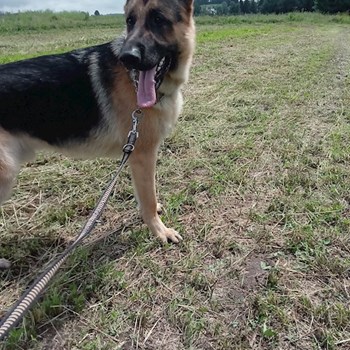 thumbnail petsitter Držkov nebo páníček pro psi kočky