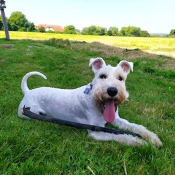  thumbnail petsitter Hradec Králové or pet nanny for dogs cats 
