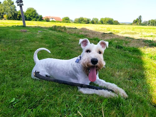 Martina- petsitter Hradec Králové nebo Páníček pro psi kočky