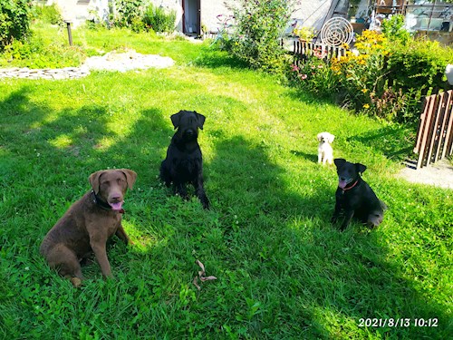 Martina- petsitter Hradec Králové nebo Páníček pro psi kočky