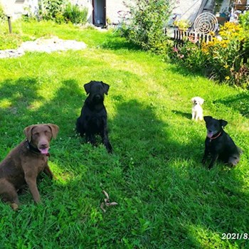 thumbnail petsitter Hradec Králové nebo páníček pro psi kočky