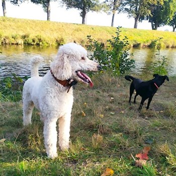  thumbnail petsitter Hradec Králové or pet nanny for dogs cats 