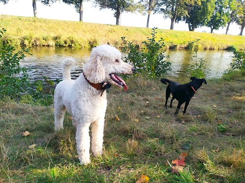 Martina- petsitter Hradec Králové nebo Páníček pro psi kočky