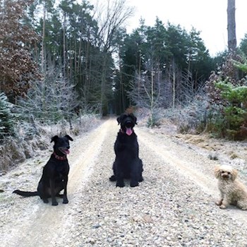  thumbnail petsitter Hradec Králové or pet nanny for dogs cats 