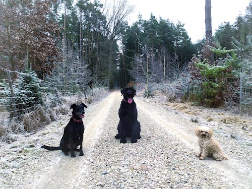 Martina- petsitter Hradec Králové nebo Páníček pro psi kočky