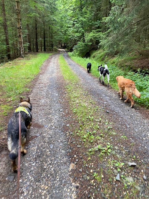 Yosif- petsitter Liberec nebo Páníček pro psi kočky