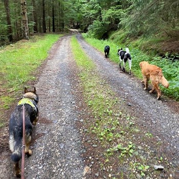 thumbnail petsitter Liberec nebo páníček pro psi kočky