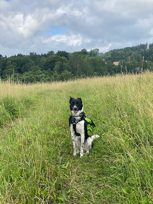 Yosif- petsitter Liberec nebo Páníček pro psi kočky