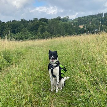 thumbnail petsitter Liberec nebo páníček pro psi kočky