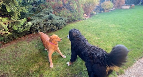 Yosif- petsitter Liberec nebo Páníček pro psi kočky