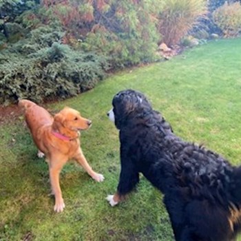 thumbnail petsitter Liberec nebo páníček pro psi kočky