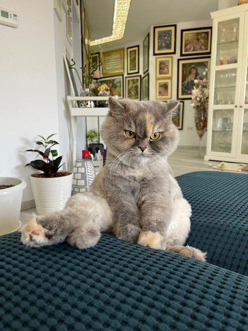 Yosif- petsitter Liberec nebo Páníček pro psi kočky