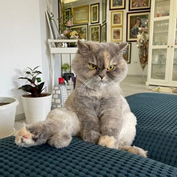 thumbnail petsitter Liberec nebo páníček pro psi kočky