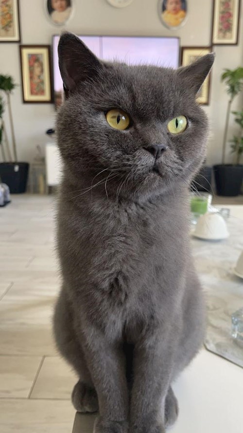 Yosif- petsitter Liberec nebo Páníček pro psi kočky