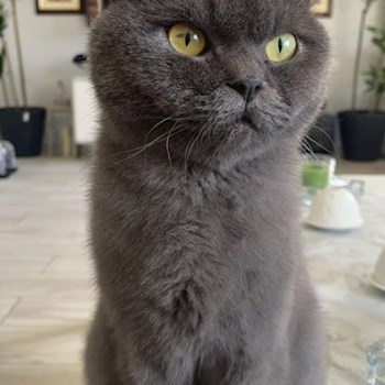 thumbnail petsitter Liberec nebo páníček pro psi kočky