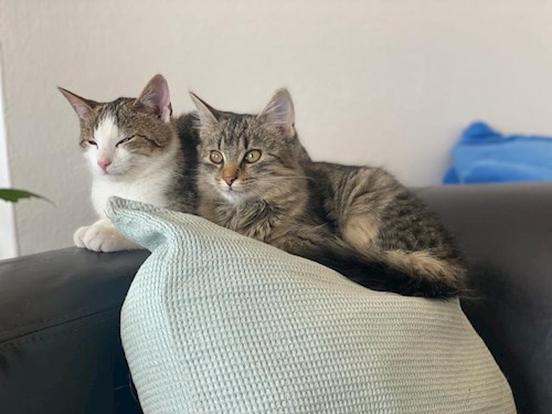 Yosif- petsitter Liberec nebo Páníček pro psi kočky