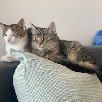 thumbnail petsitter Liberec nebo páníček pro psi kočky