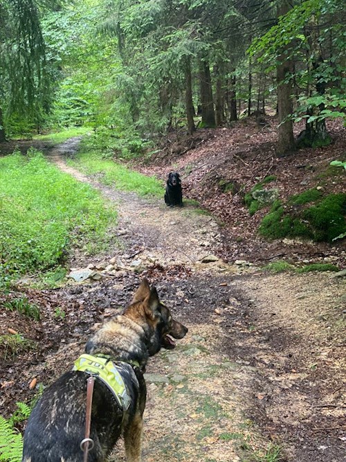 Yosif- petsitter Liberec nebo Páníček pro psi kočky
