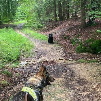 thumbnail petsitter Liberec nebo páníček pro psi kočky