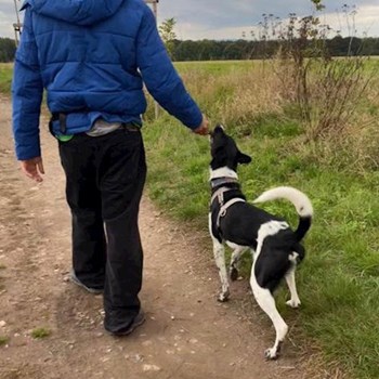 thumbnail petsitter Liberec nebo páníček pro psi kočky