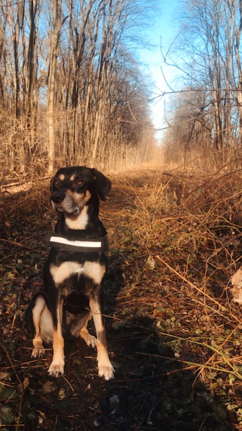 Markéta- petsitter Ostrava nebo Páníček pro psi kočky