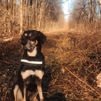 thumbnail petsitter Ostrava nebo páníček pro psi kočky