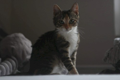 Markéta- petsitter Ostrava nebo Páníček pro psi kočky