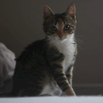 thumbnail petsitter Ostrava nebo páníček pro psi kočky