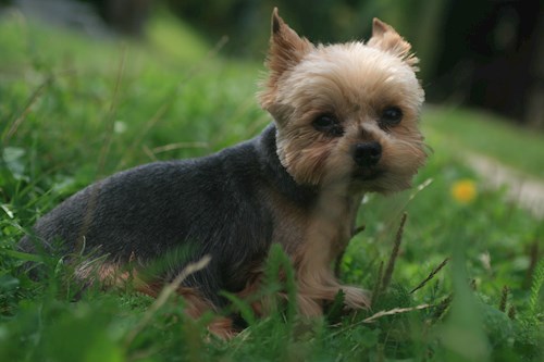 Markéta- petsitter Ostrava nebo Páníček pro psi kočky