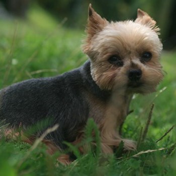 thumbnail petsitter Ostrava nebo páníček pro psi kočky